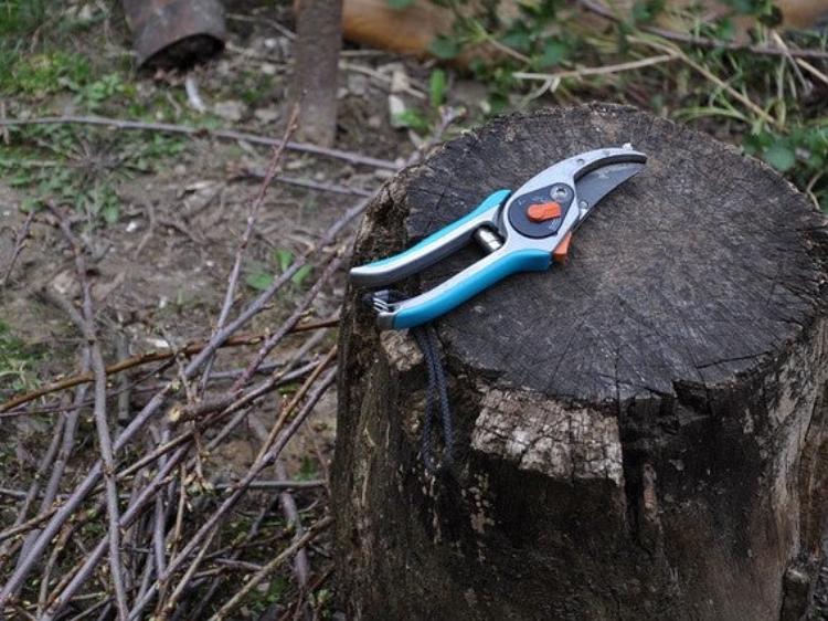 pruning-garden