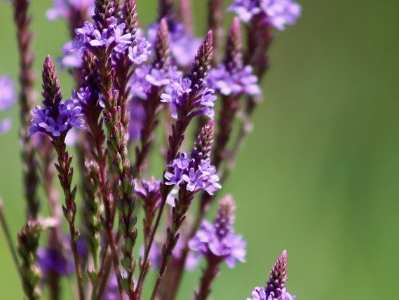 verbena